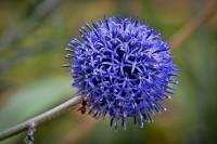 Globe Thistle 